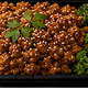 Honey Sriracha Turkey Rice Bowl